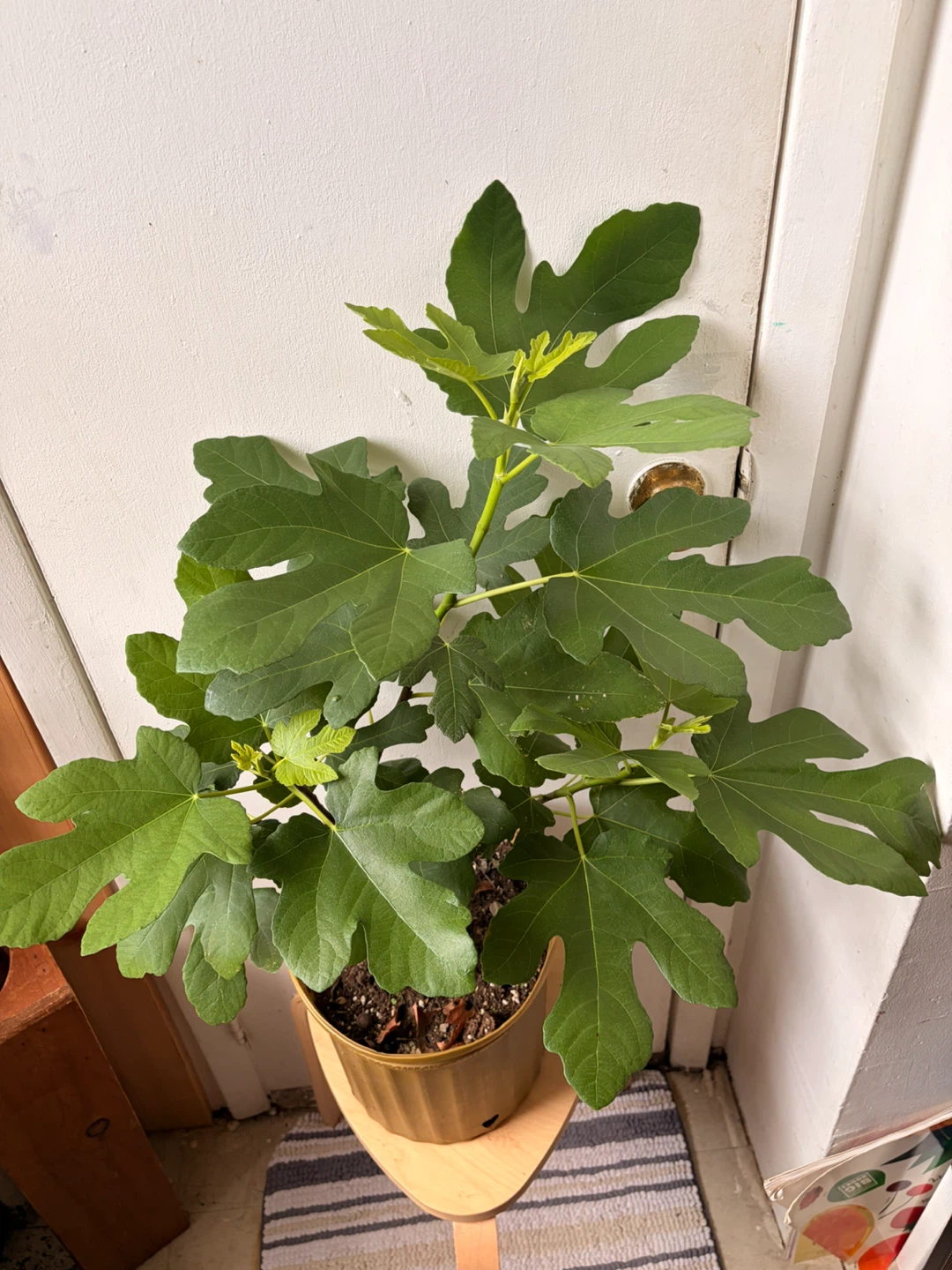 Fig tree live plant - photo 3