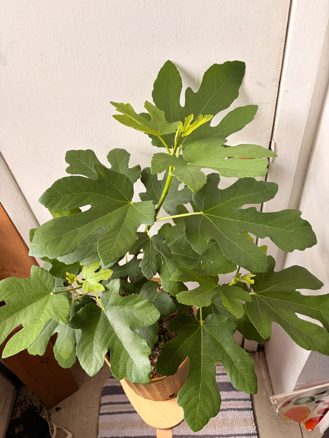 Fig tree live plant - photo 4