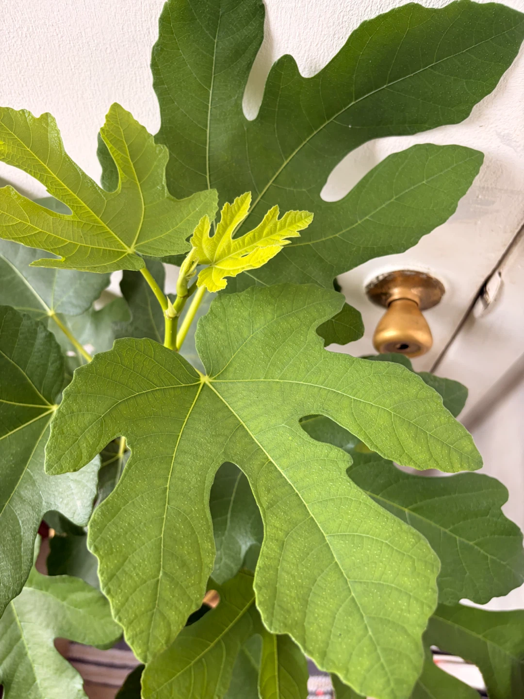 Fig tree live plant - photo 5