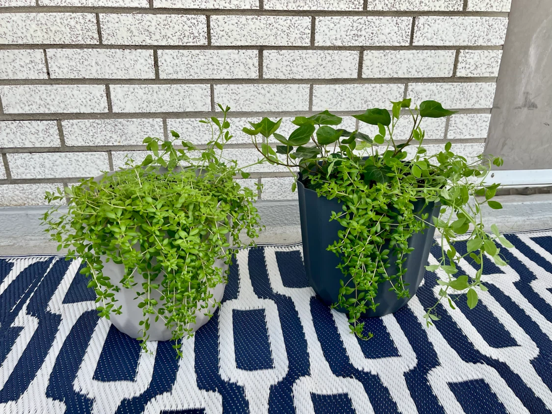 Outdoor Plants, Pots & Fertiliser - photo 4