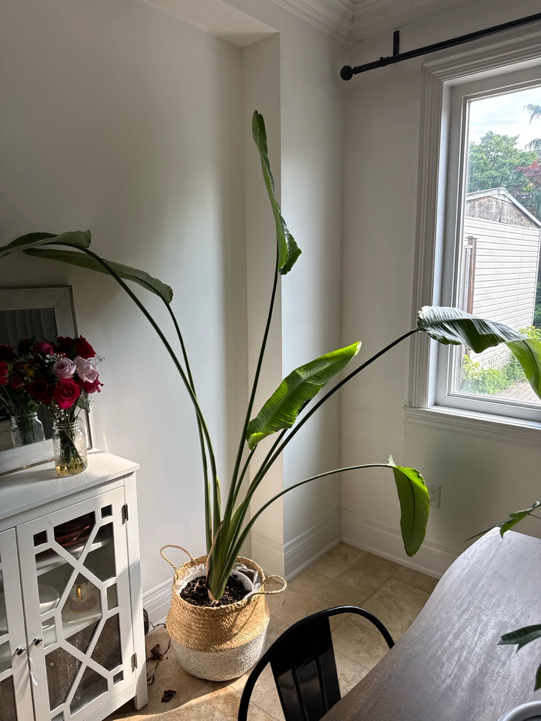 Bird of Paradise Plant in Woven Basket