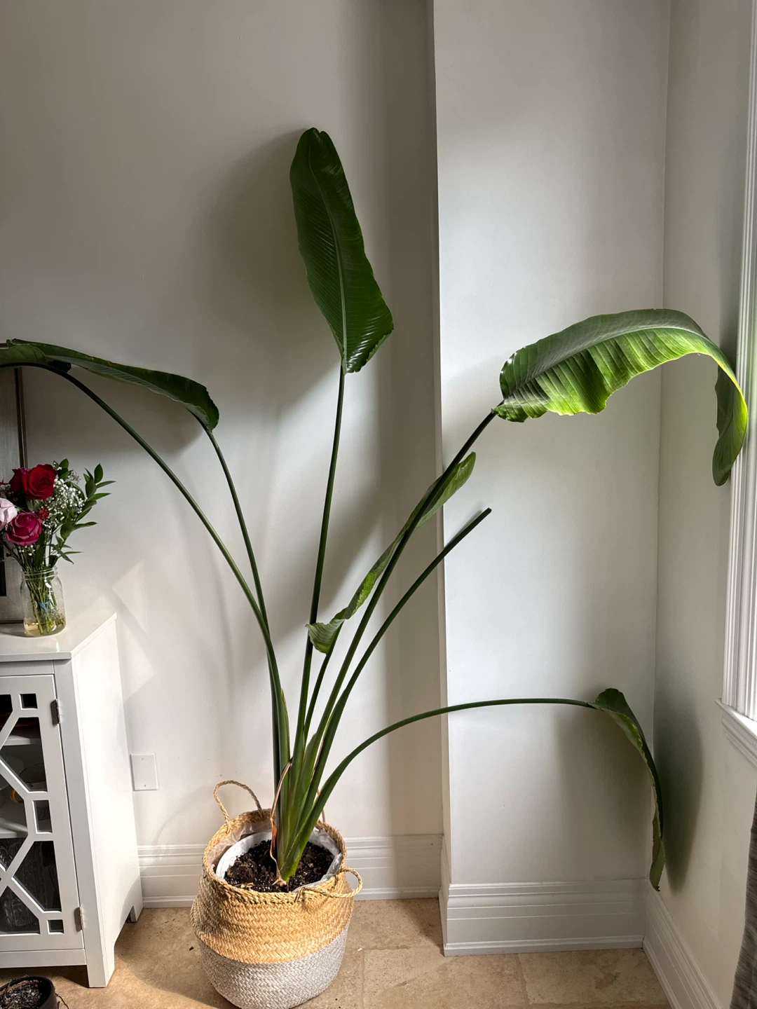 Bird of Paradise Plant in Woven Basket - photo 2