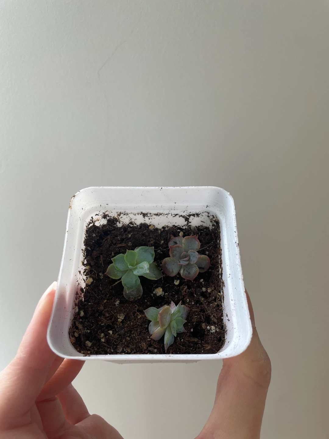 Small succulents