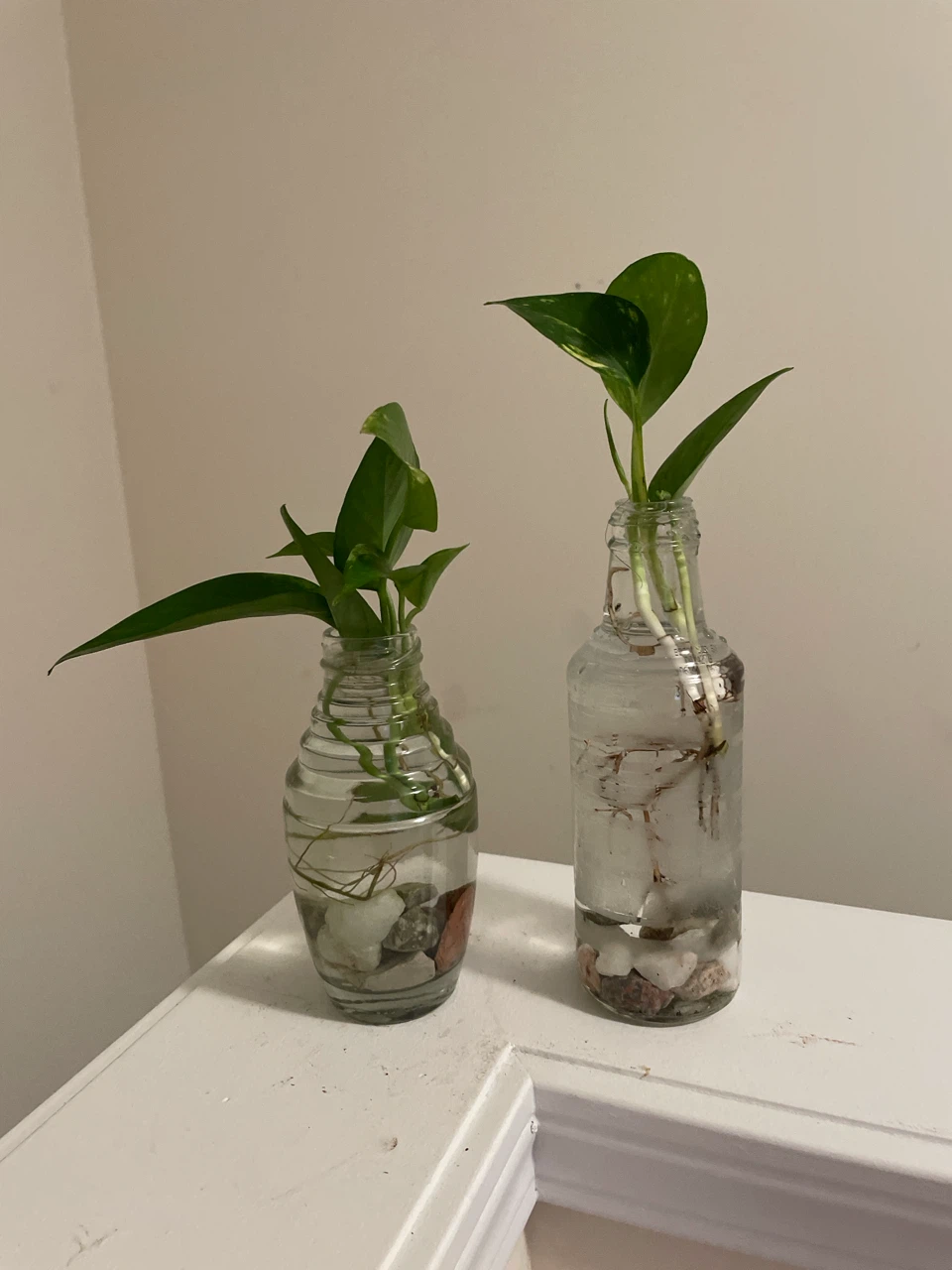 Pothos Cuttings in Glass Vases