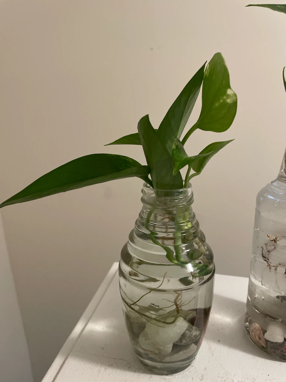 Pothos Cuttings in Glass Vases - photo 2