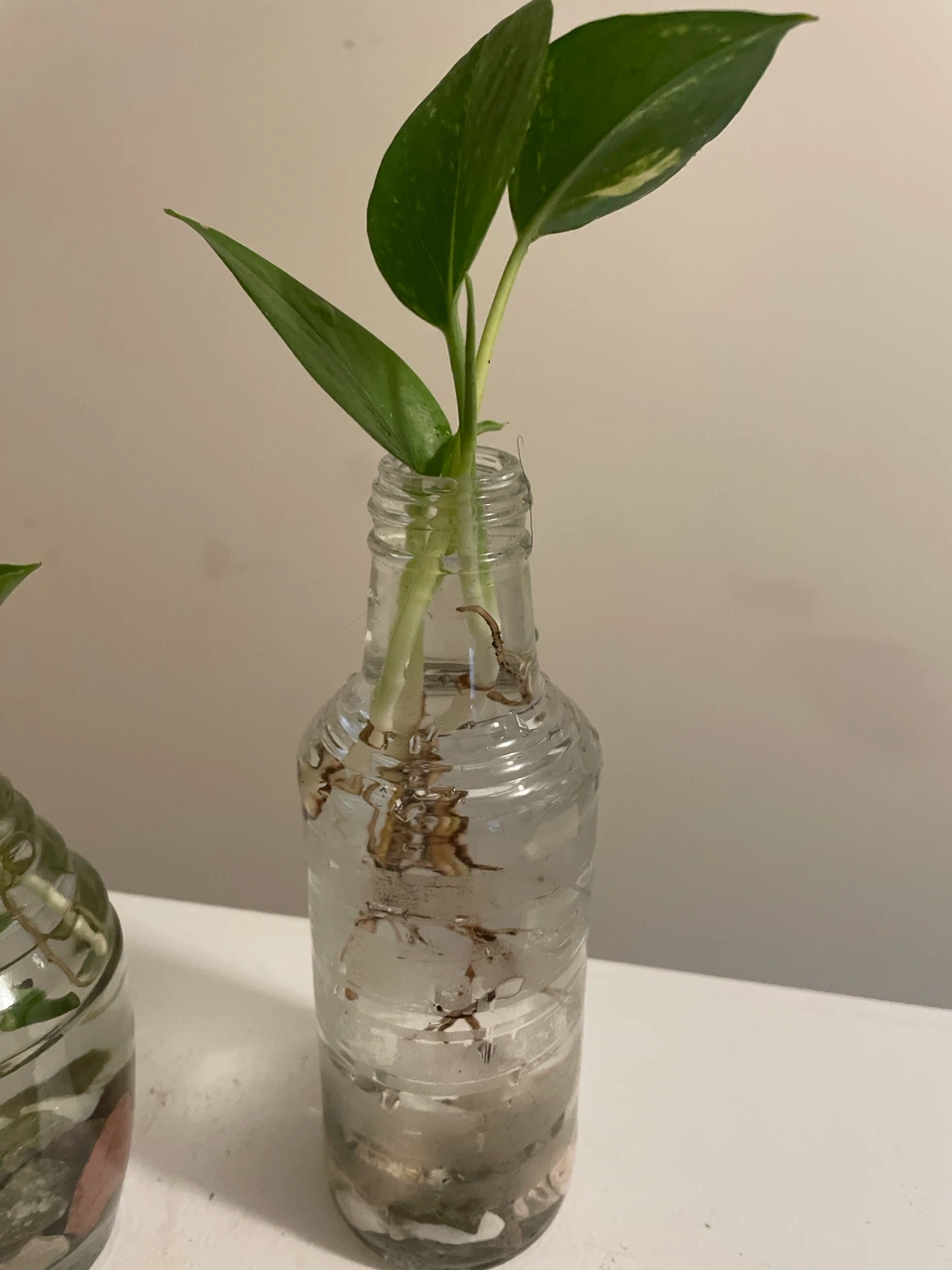 Pothos Cuttings in Glass Vases - photo 3