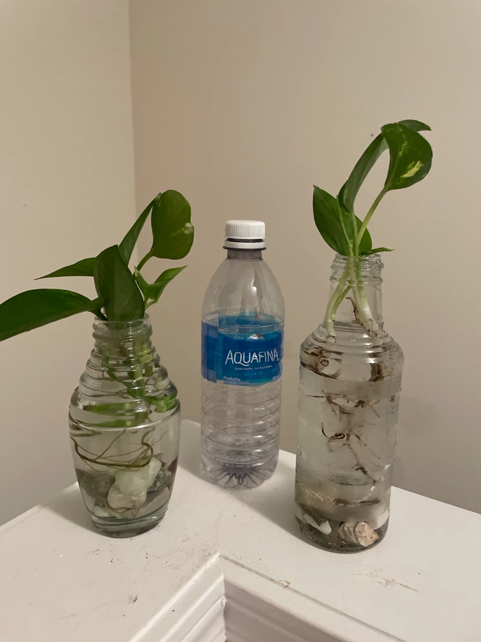 Pothos Cuttings in Glass Vases - photo 4