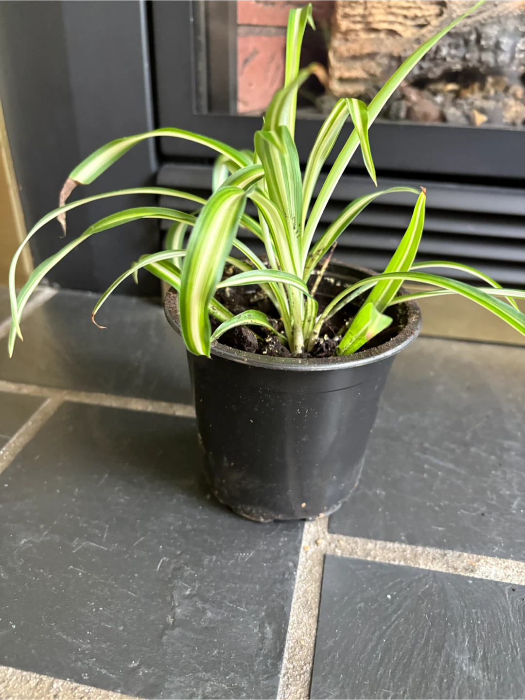 Spider Plant in Pot