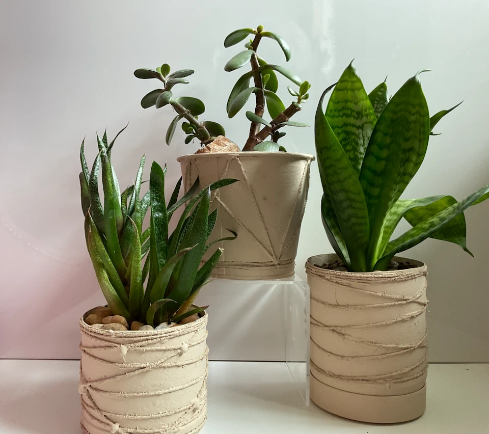 Potted Haworthia, Jade, and Snake Plants