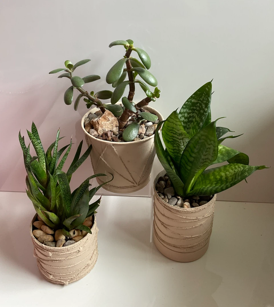Potted Haworthia, Jade, and Snake Plants - photo 2