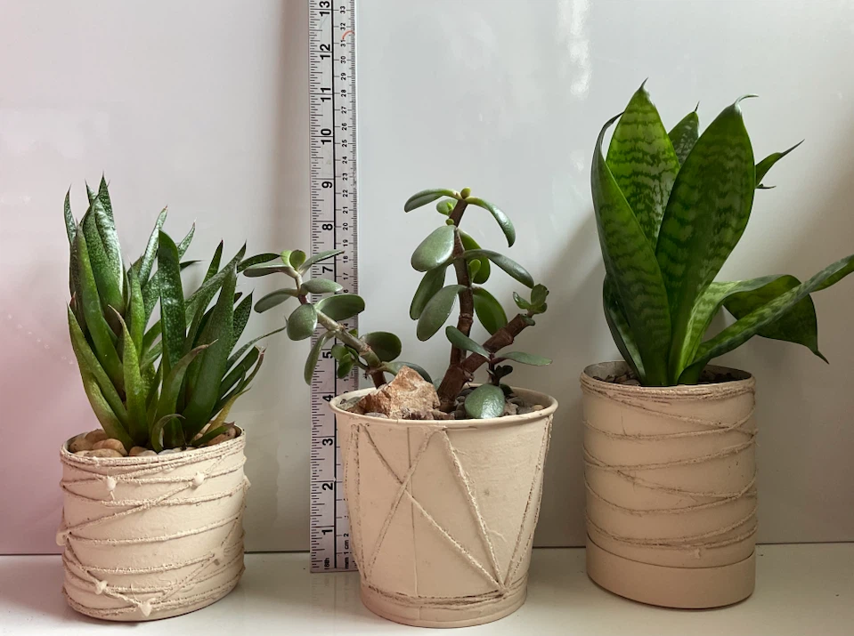 Potted Haworthia, Jade, and Snake Plants - photo 3