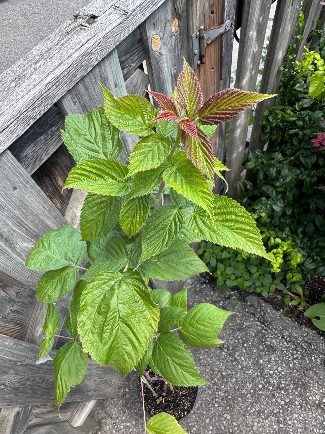Tall Raspberry Plant