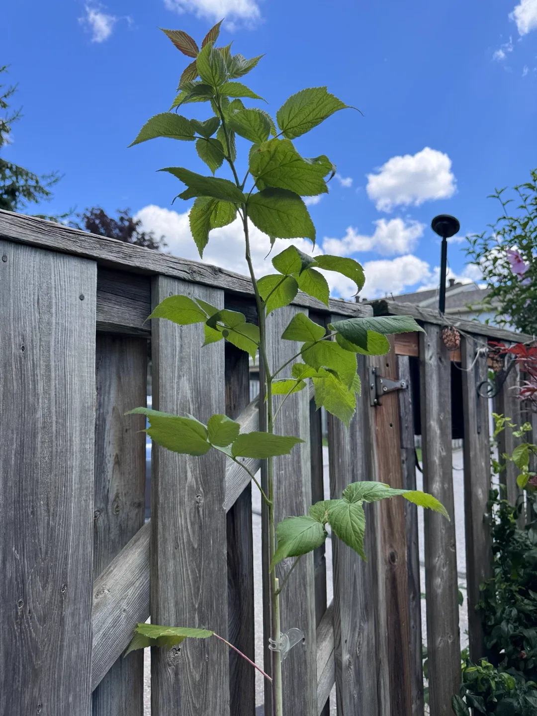 Tall Raspberry Plant - photo 2