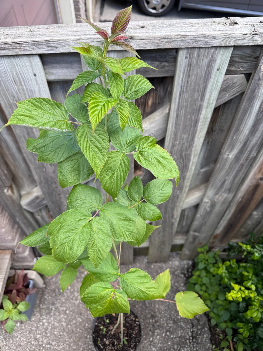 Tall Raspberry Plant - photo 3