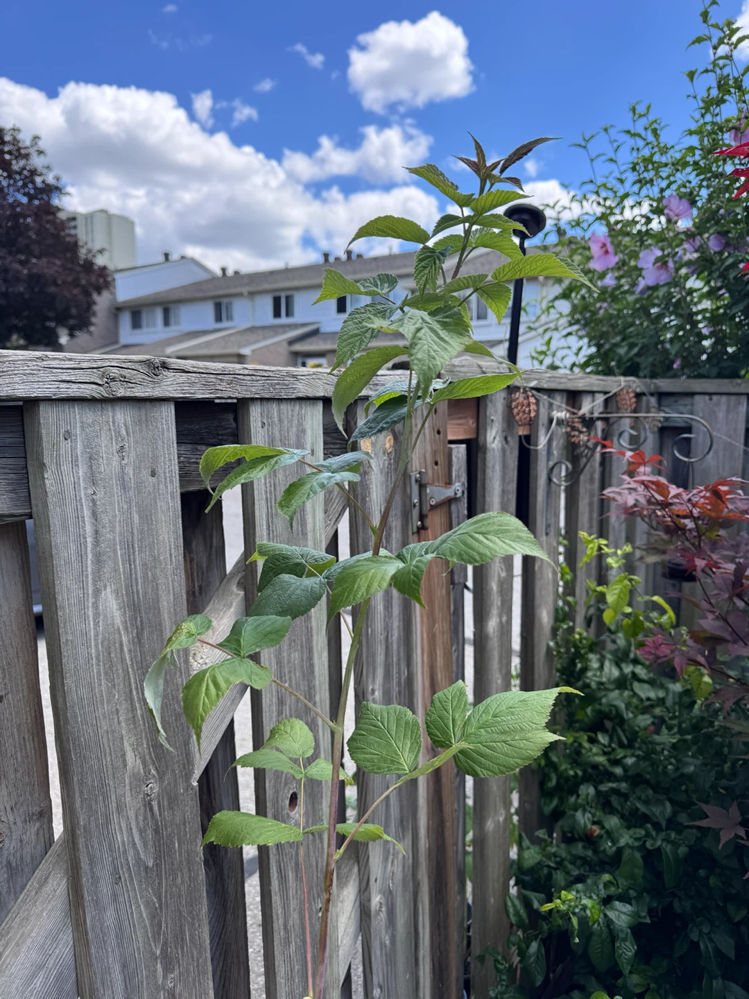 Tall Raspberry Plant - photo 4