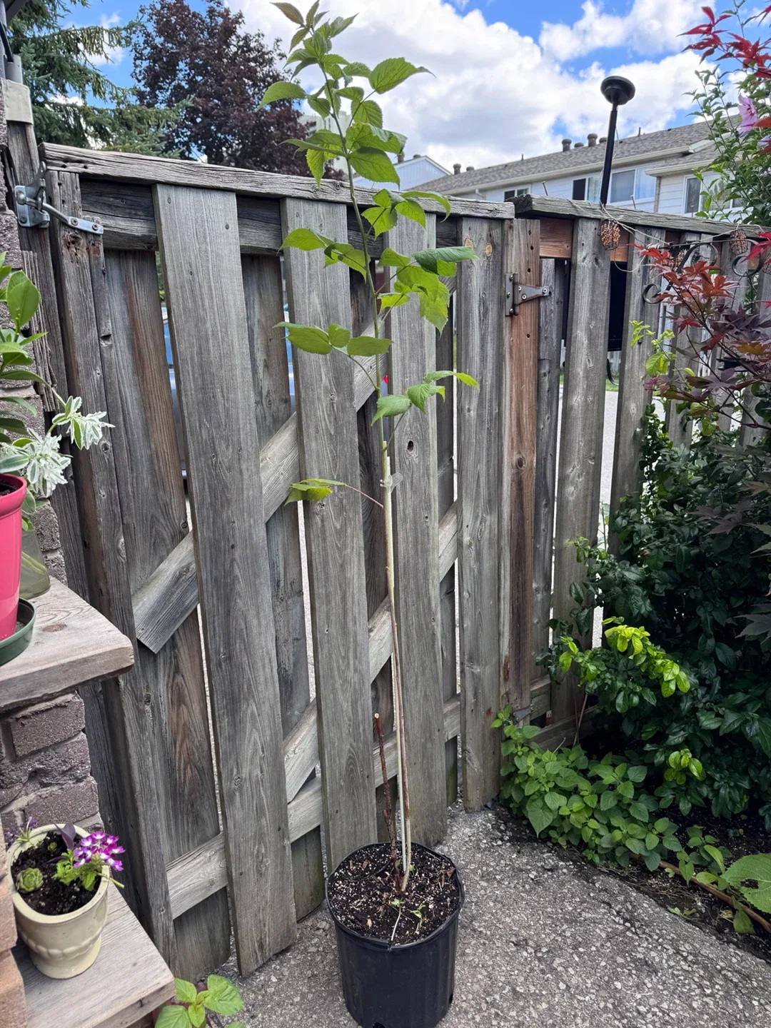 Tall Raspberry Plant - photo 5