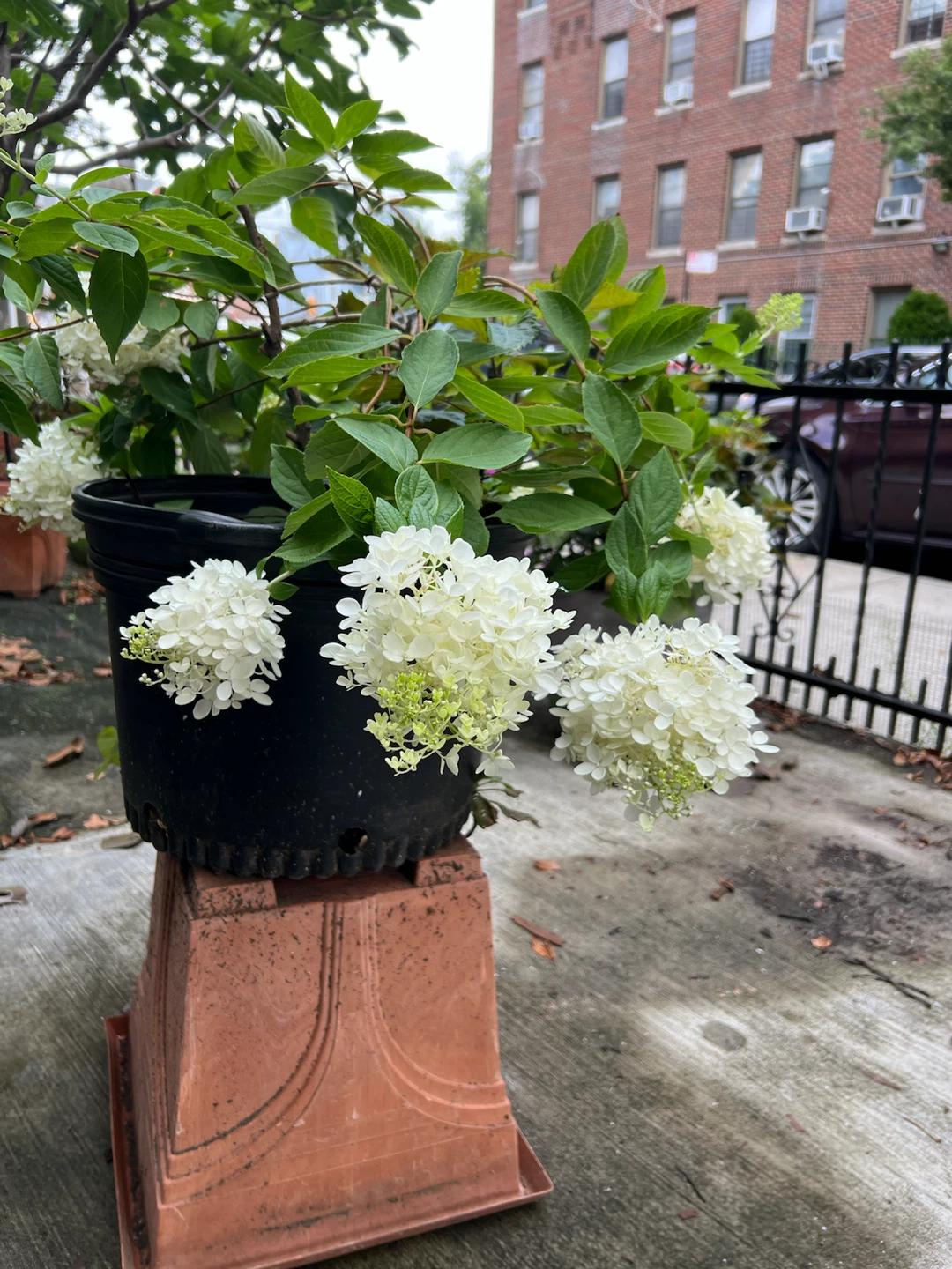 Potted Hydrangea limelight tree in Black Pot