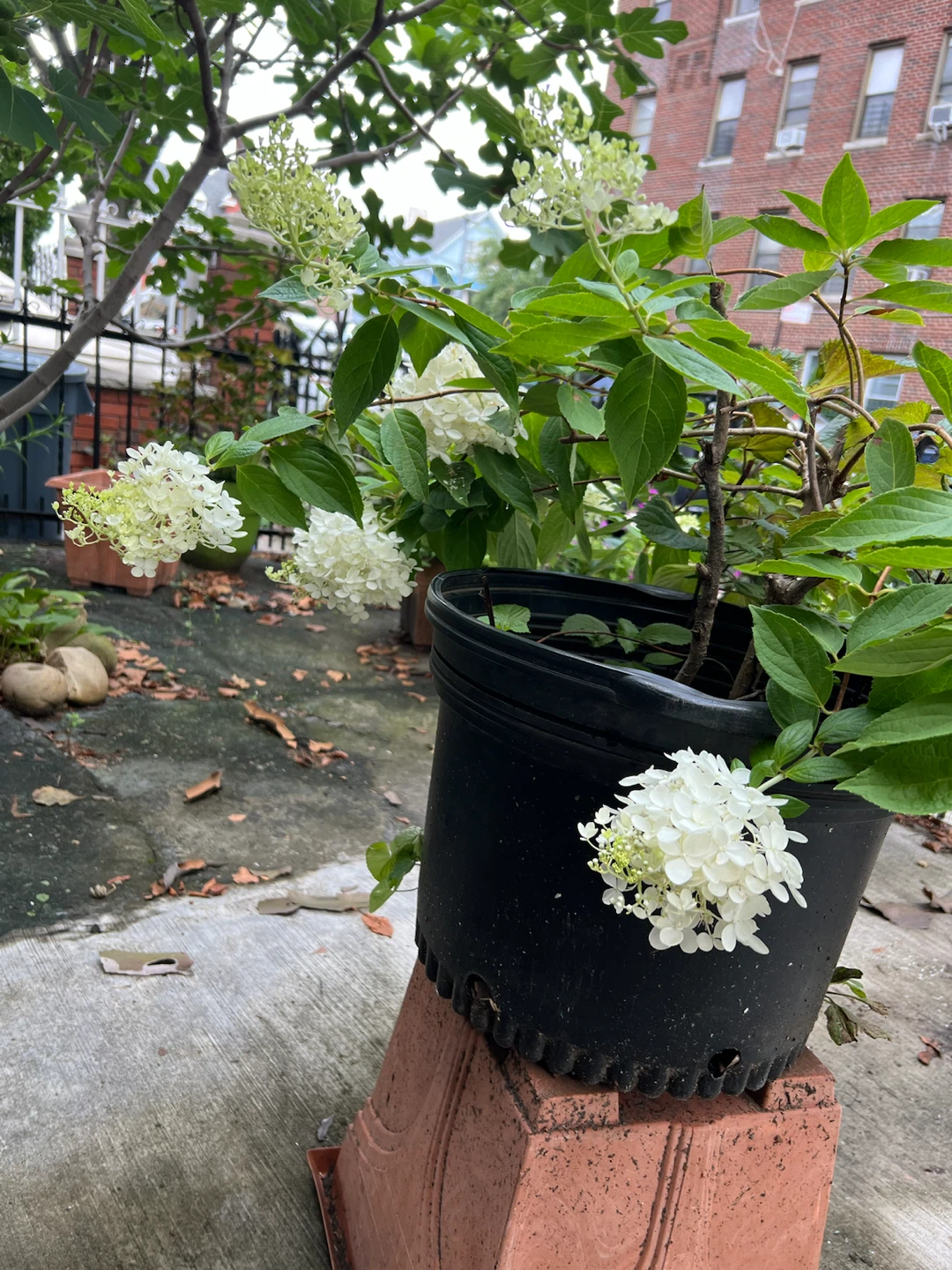 Potted Hydrangea limelight tree in Black Pot - photo 2