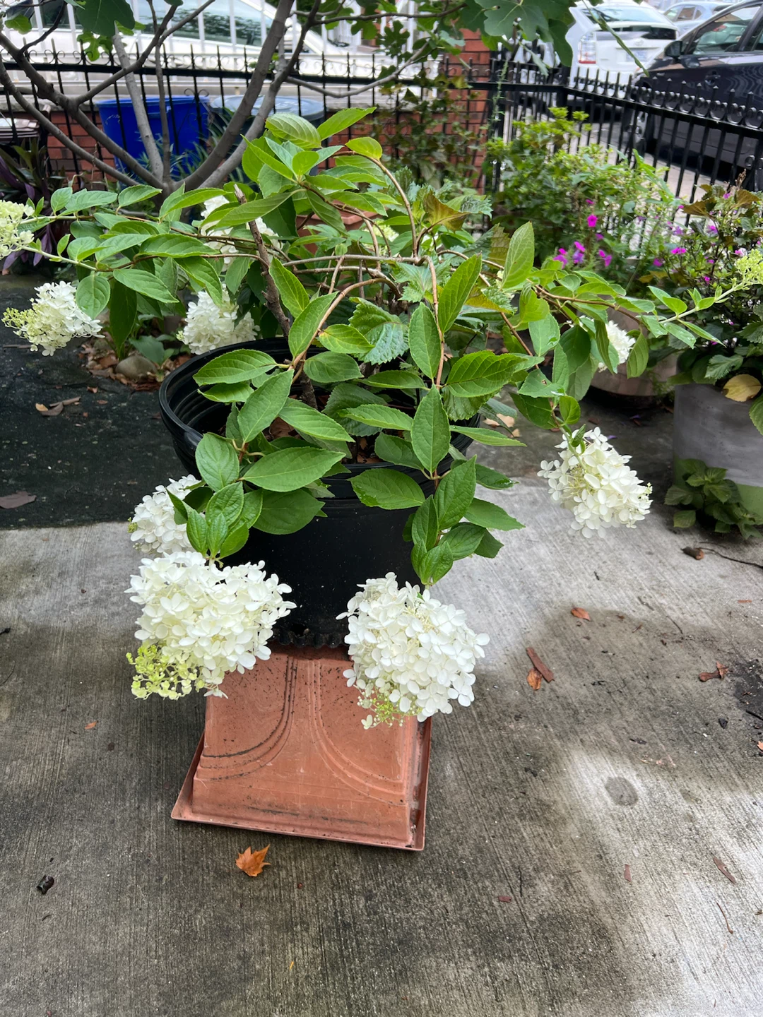 Potted Hydrangea limelight tree in Black Pot - photo 3