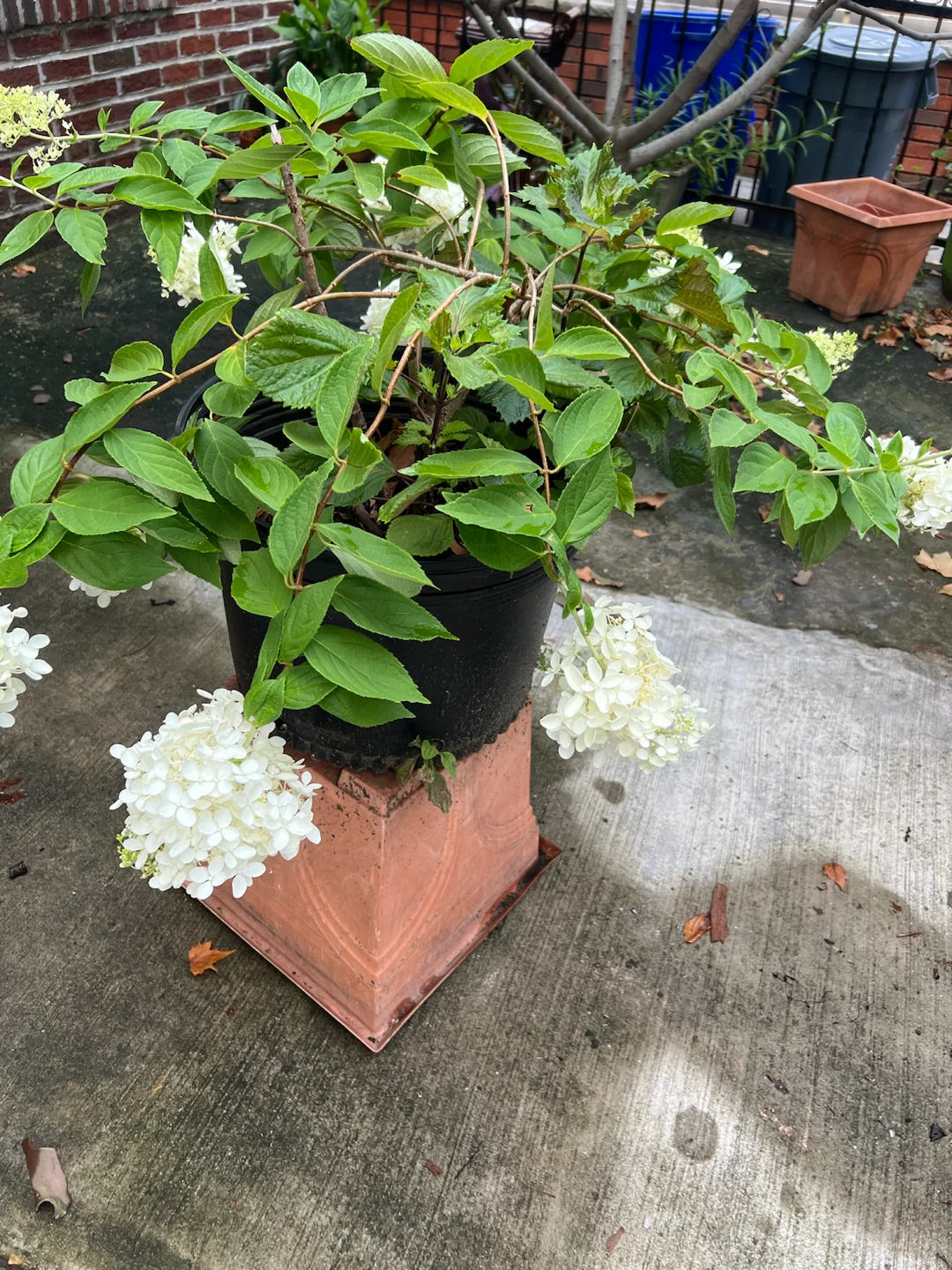 Potted Hydrangea limelight tree in Black Pot - photo 4