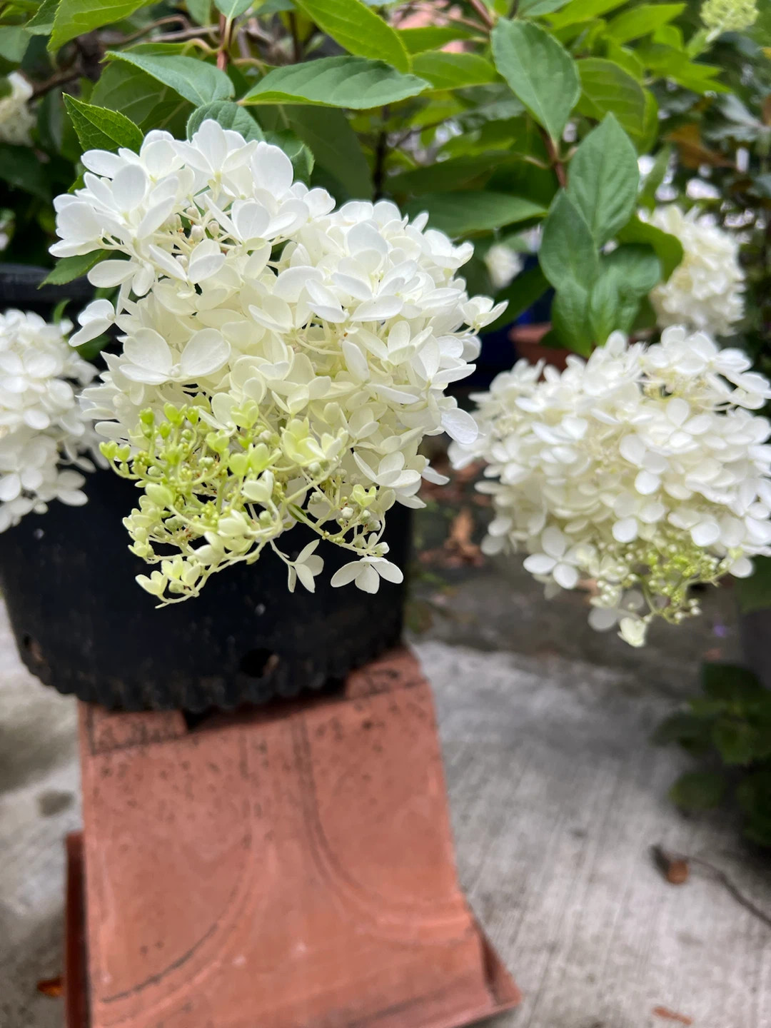 Potted Hydrangea limelight tree in Black Pot - photo 5