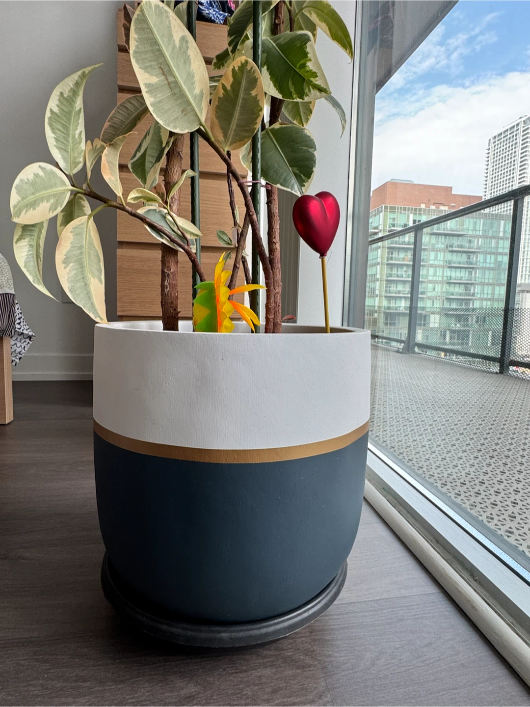 Ficus Tineke Plant in Common House Studio Pot