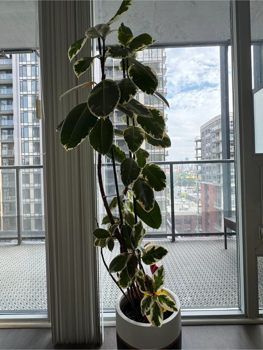 Ficus Tineke Plant in Common House Studio Pot - photo 2