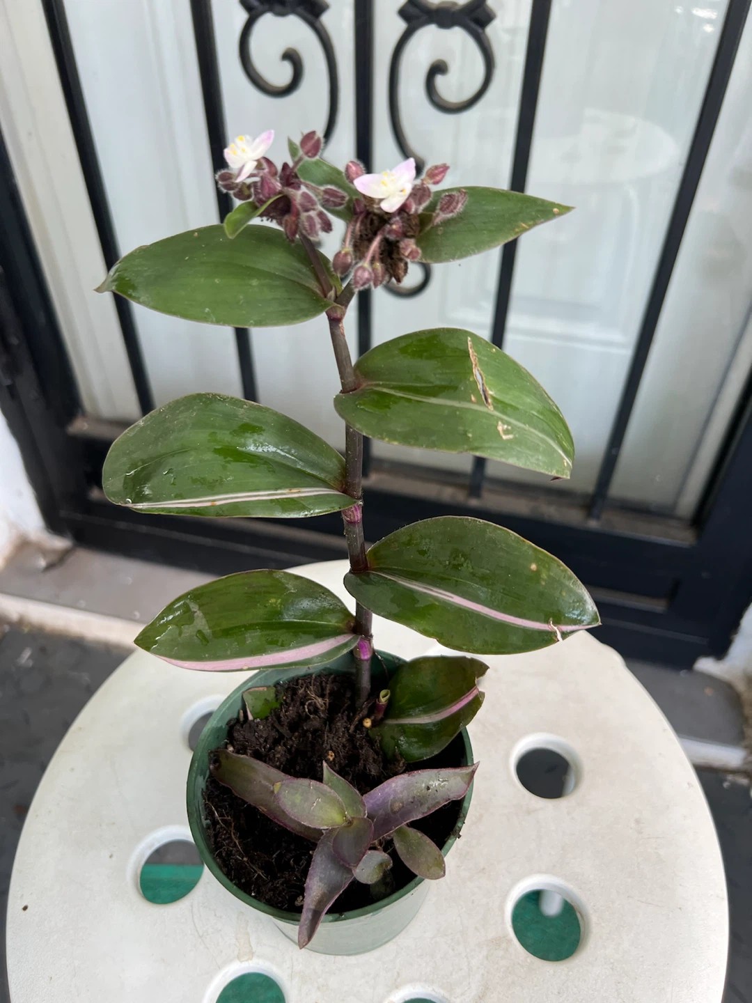 Tradescantia Zebrina Wandering Jew Plant