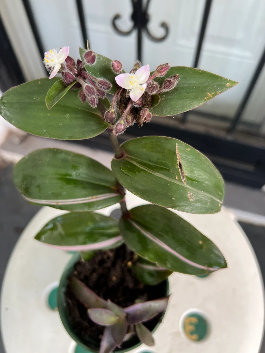 Tradescantia Zebrina Wandering Jew Plant - photo 2