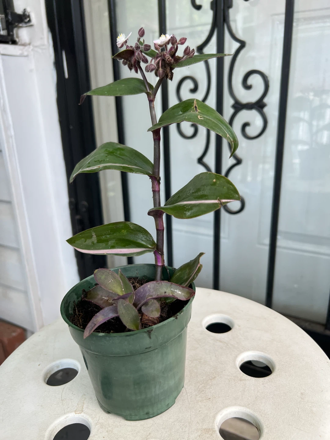 Tradescantia Zebrina Wandering Jew Plant - photo 3