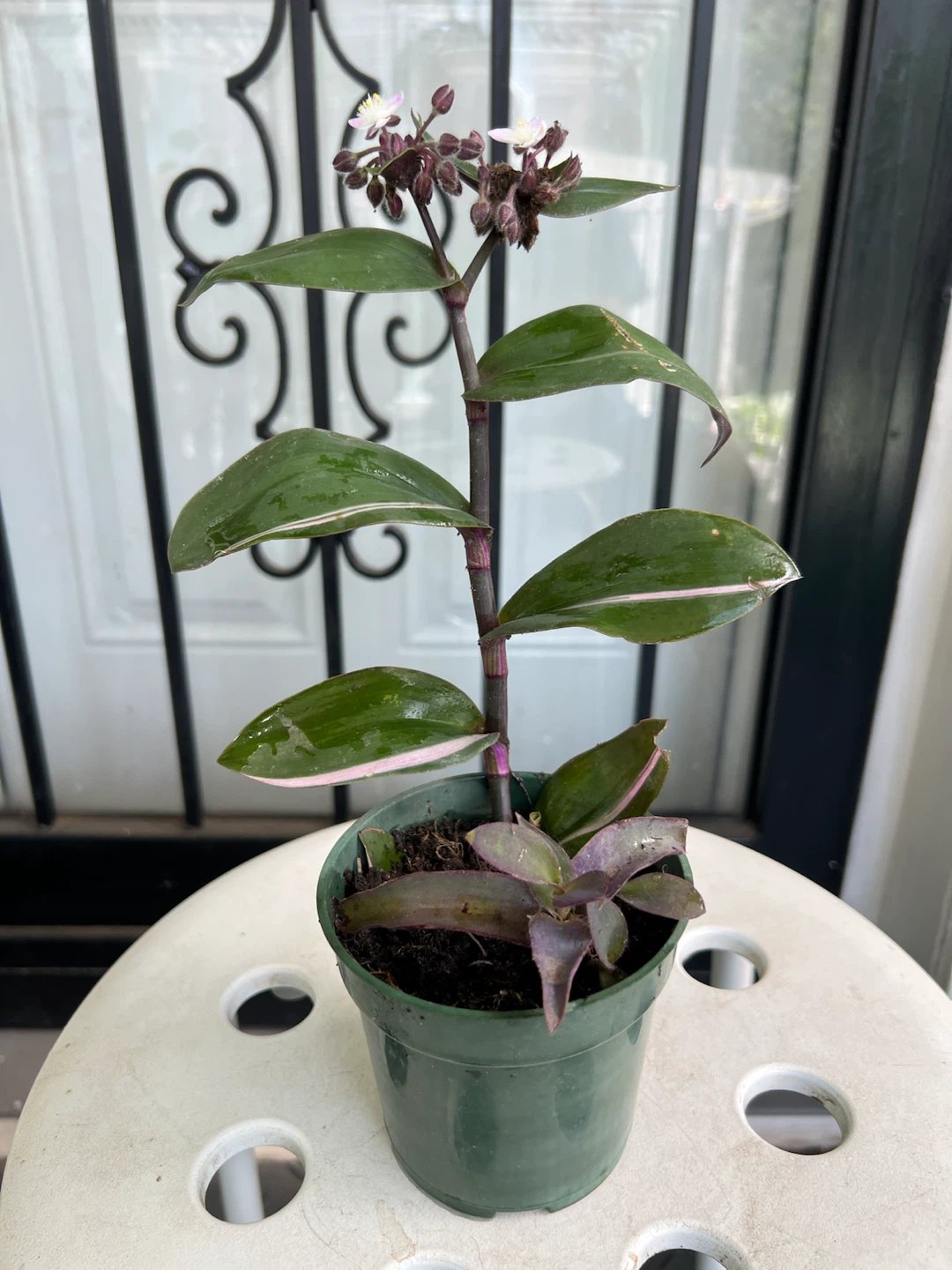 Tradescantia Zebrina Wandering Jew Plant - photo 4