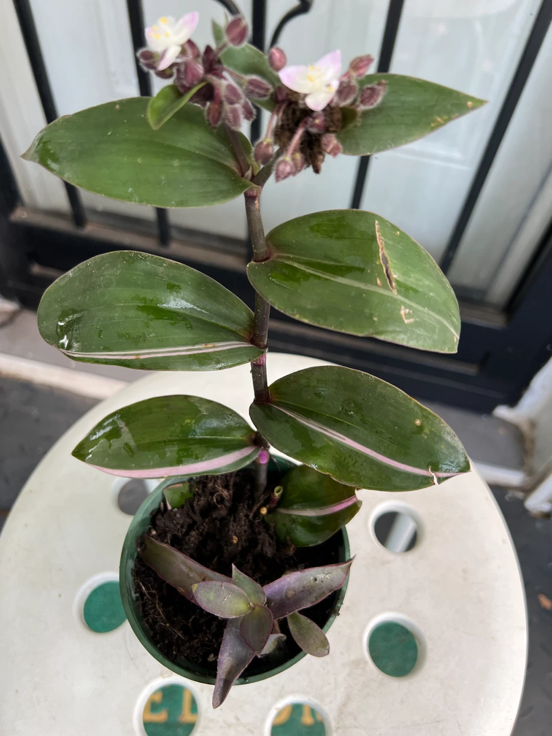 Tradescantia Zebrina Wandering Jew Plant - photo 5