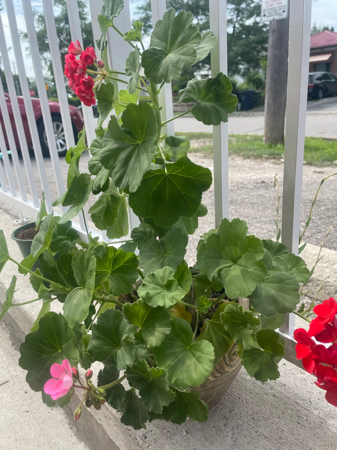 Large Mixed-Color Geranium in Decorative Pot 🌺