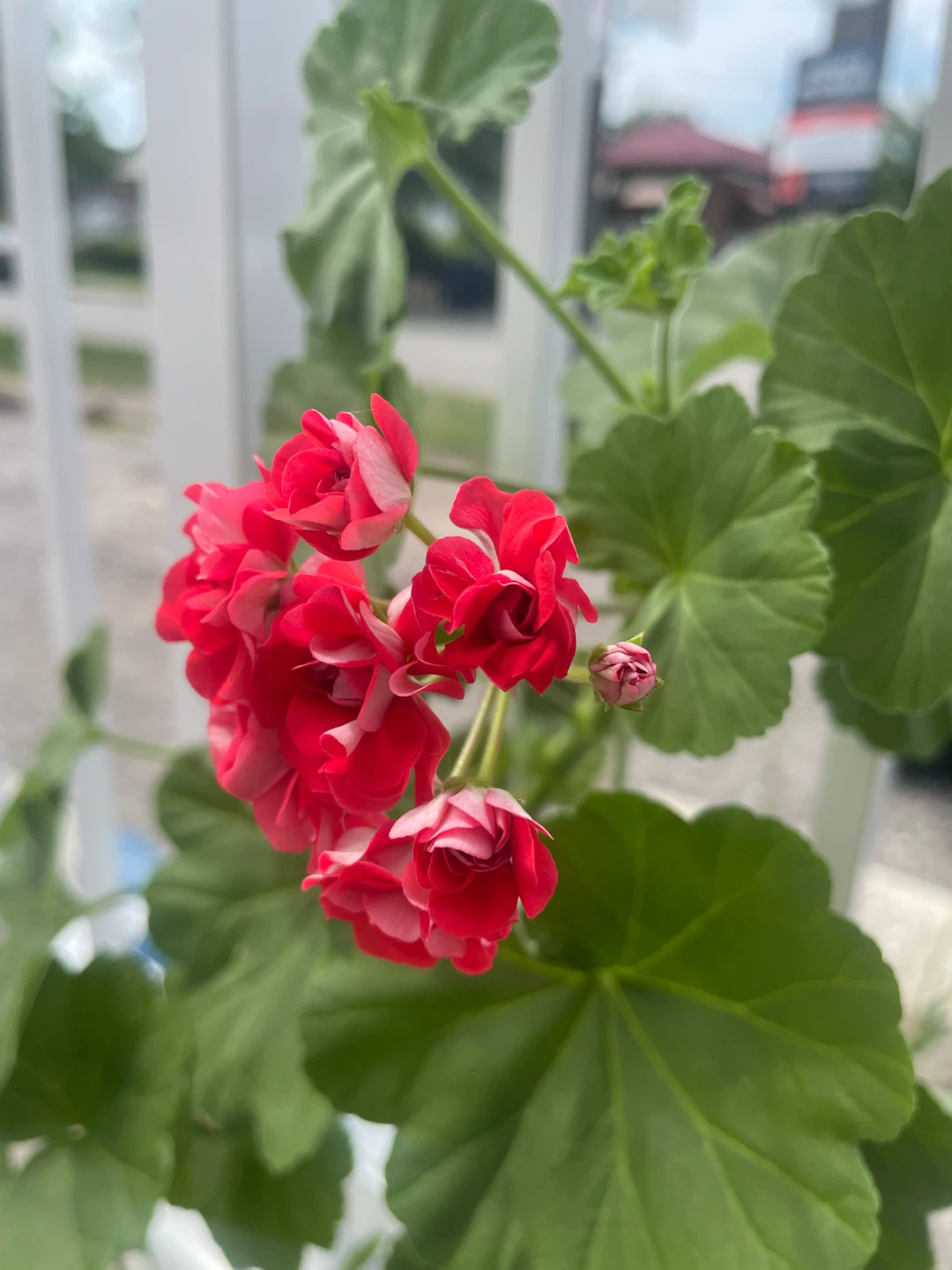 Large Mixed-Color Geranium in Decorative Pot 🌺 - photo 2