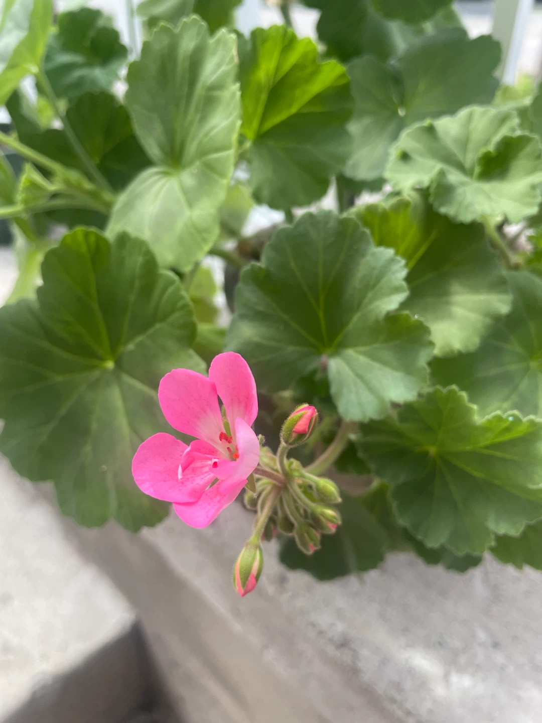 Large Mixed-Color Geranium in Decorative Pot 🌺 - photo 3