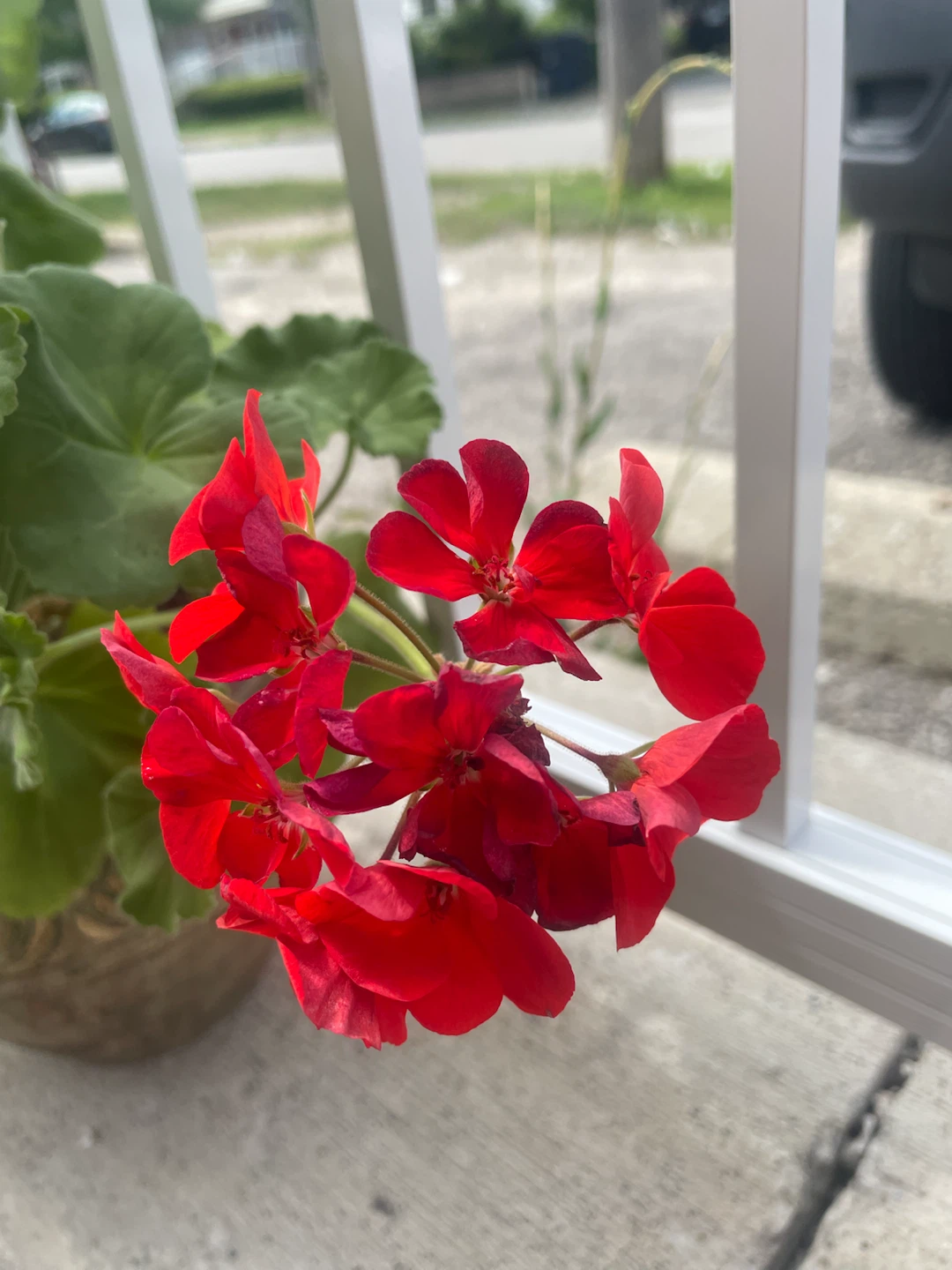 Large Mixed-Color Geranium in Decorative Pot 🌺 - photo 4