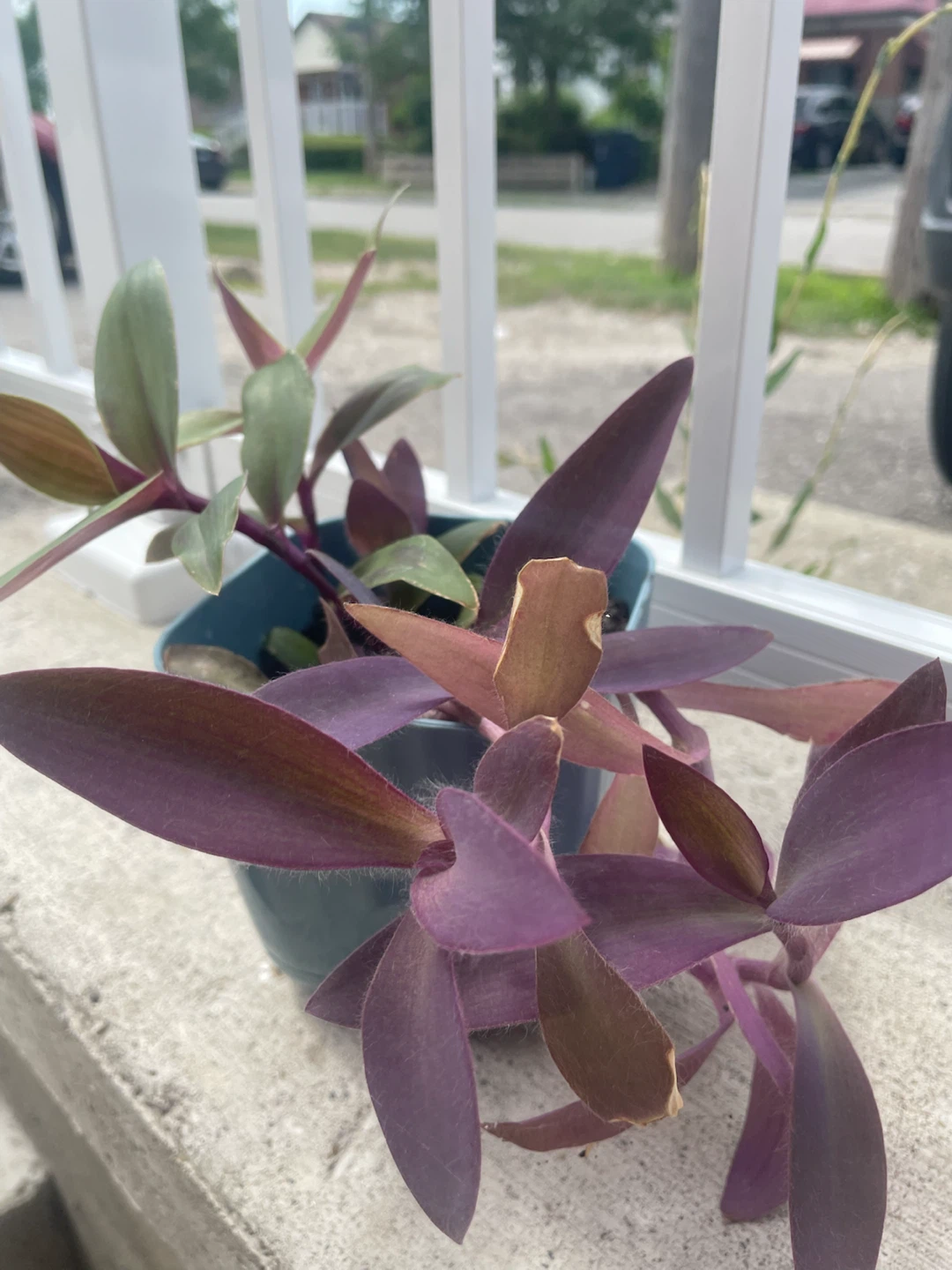 Mixed Tradescantia Planter – Purple Heart & Zebrina