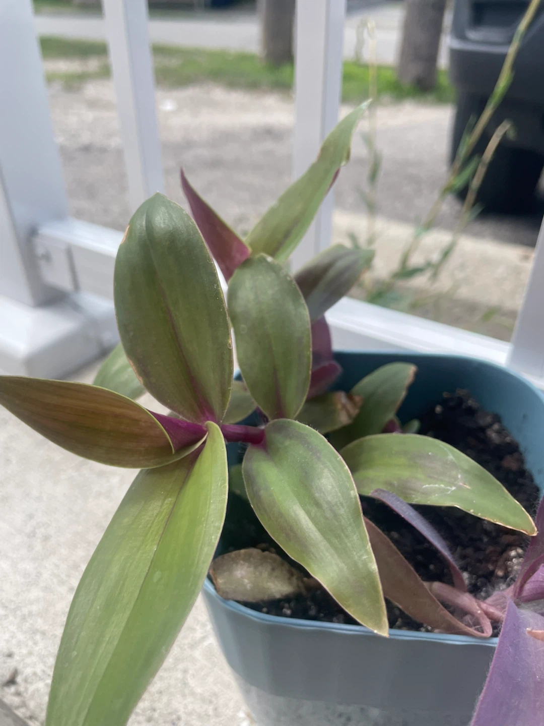 Mixed Tradescantia Planter – Purple Heart & Zebrina - photo 2