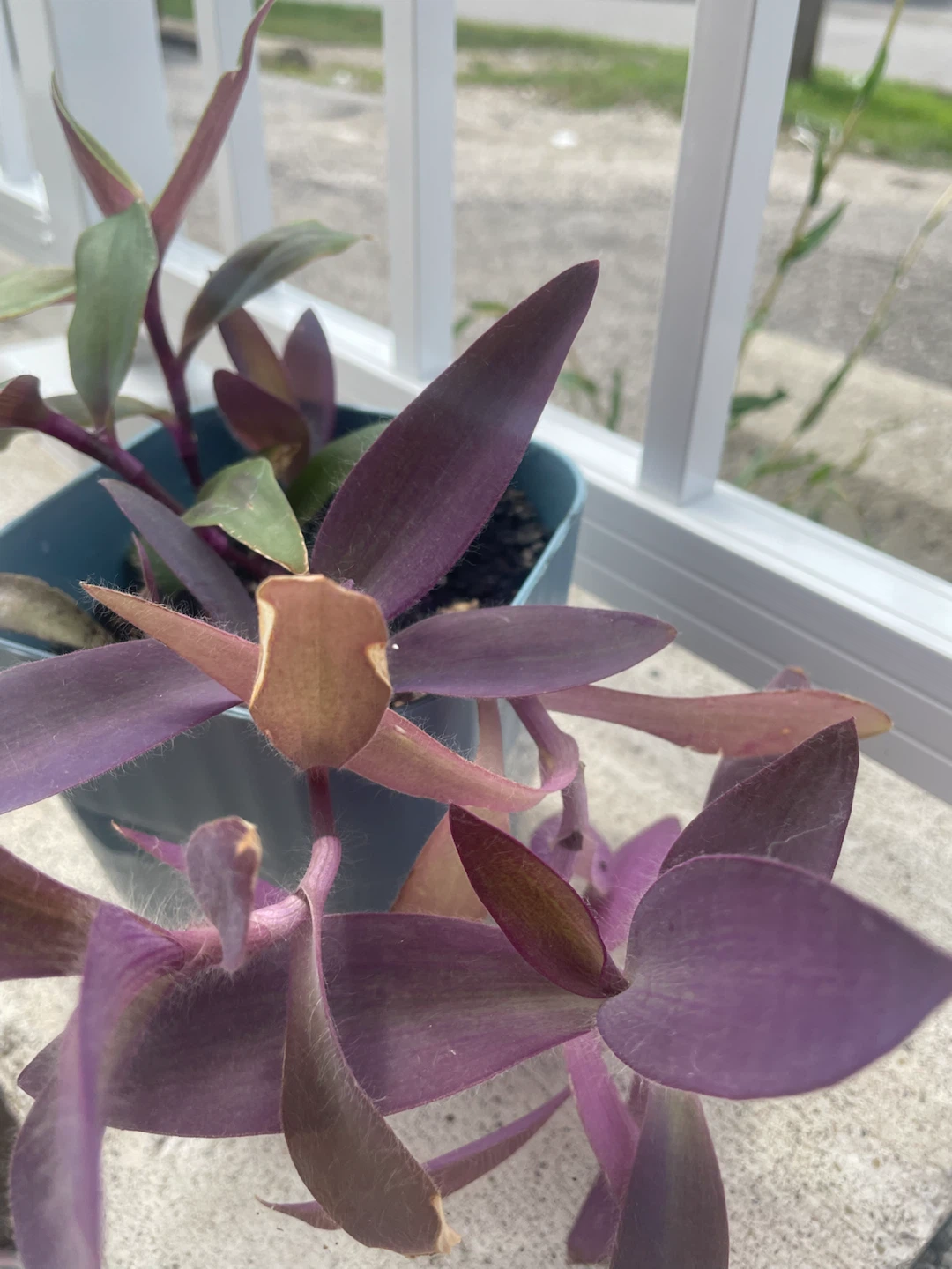 Mixed Tradescantia Planter – Purple Heart & Zebrina - photo 3