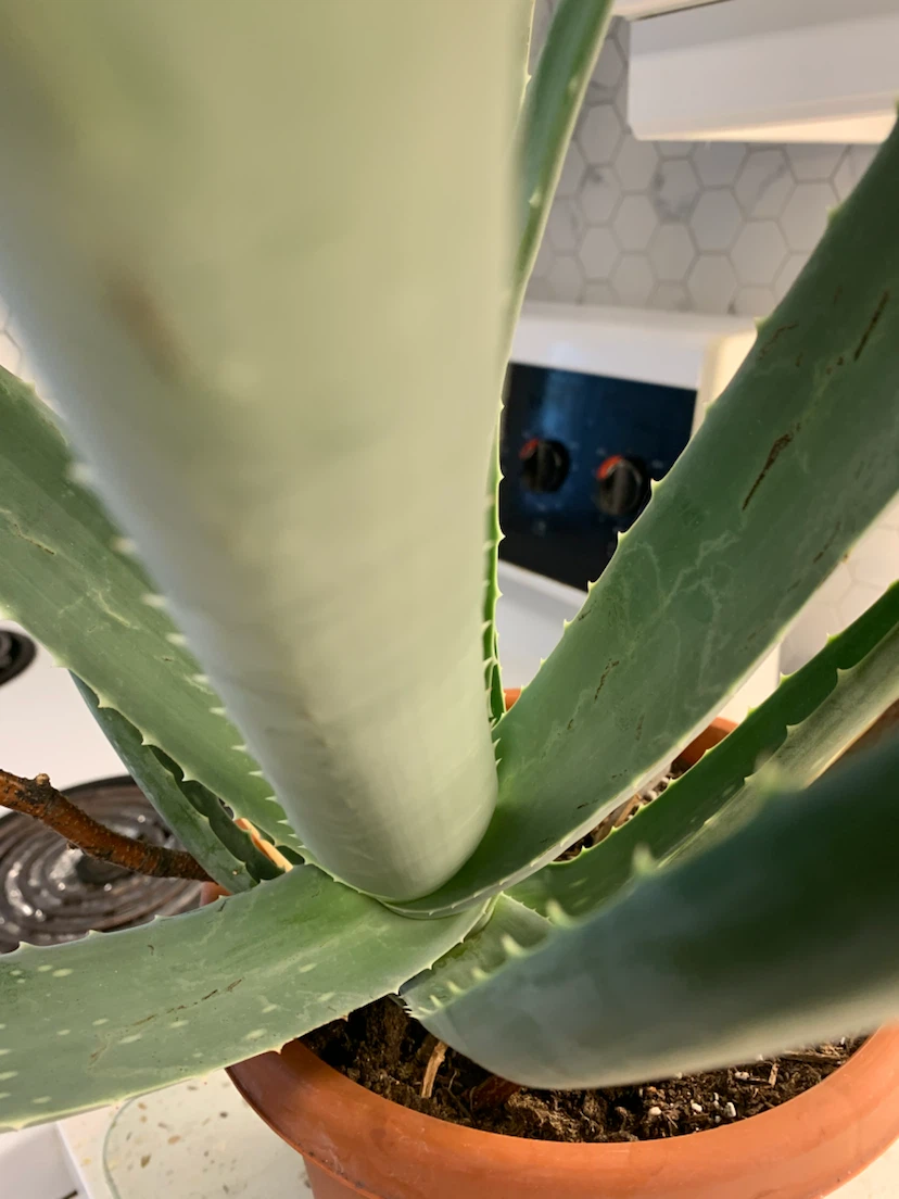 Aloe Vera plant