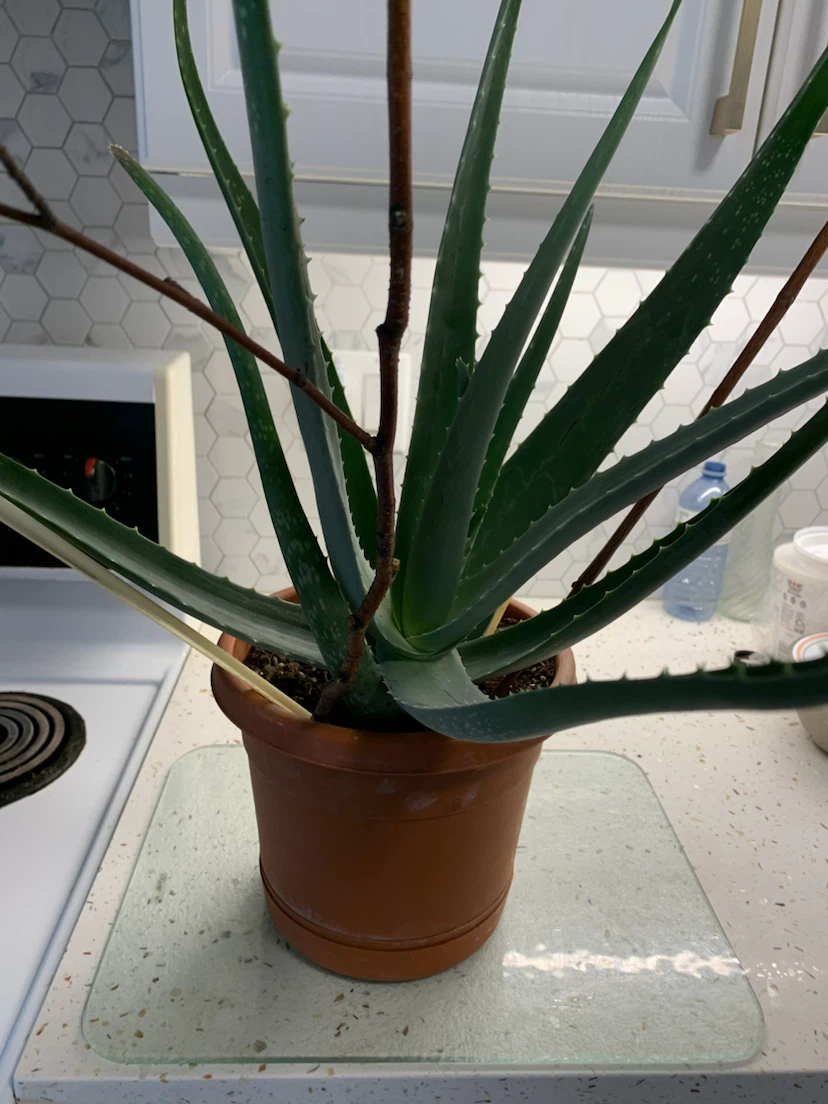 Aloe Vera plant - photo 2