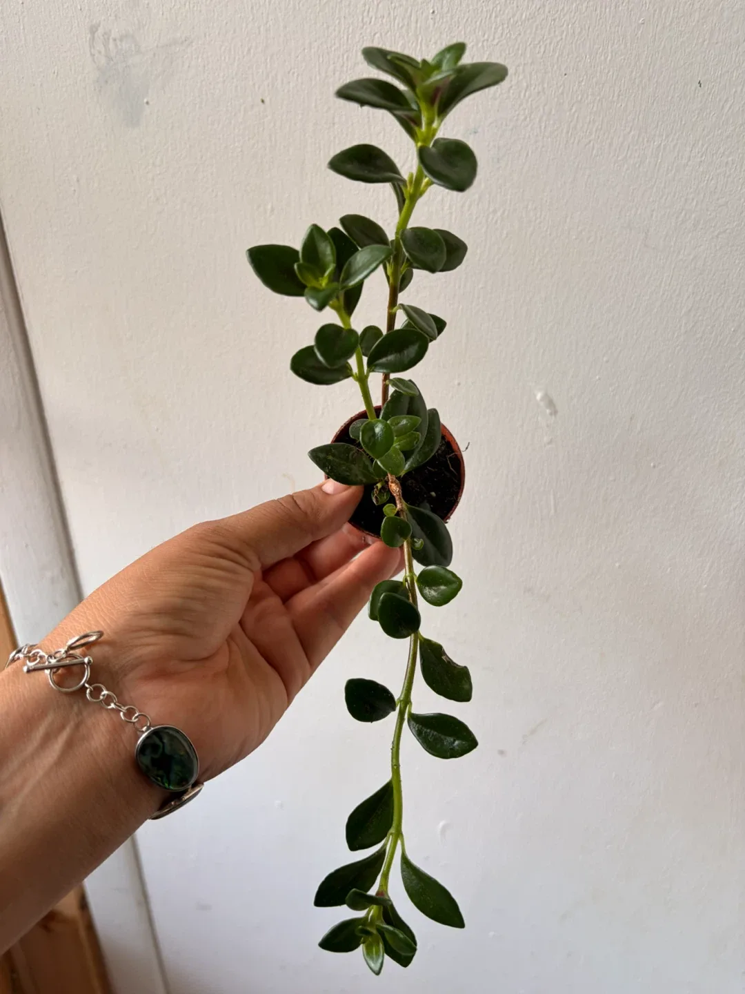 Goldfish plant