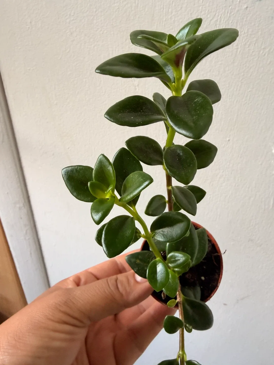 Goldfish plant - photo 2