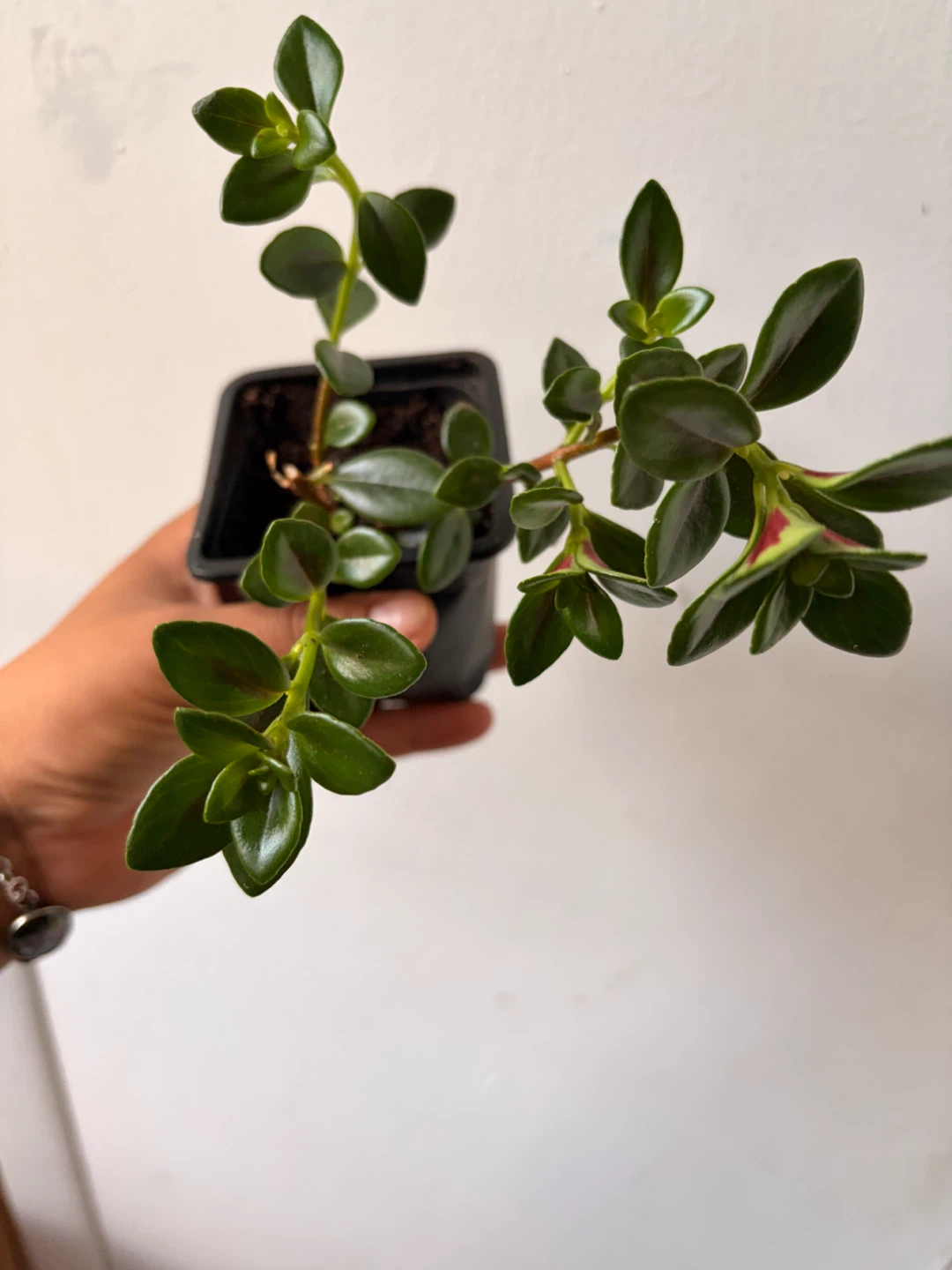 Goldfish plant