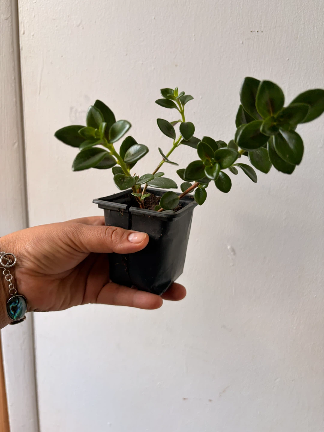 Goldfish plant - photo 2