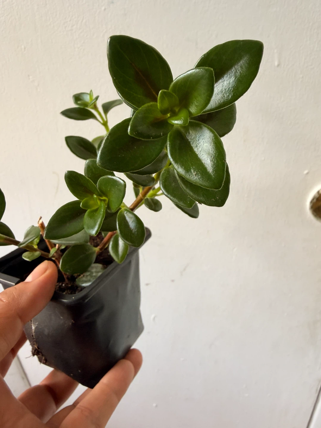 Goldfish plant - photo 3