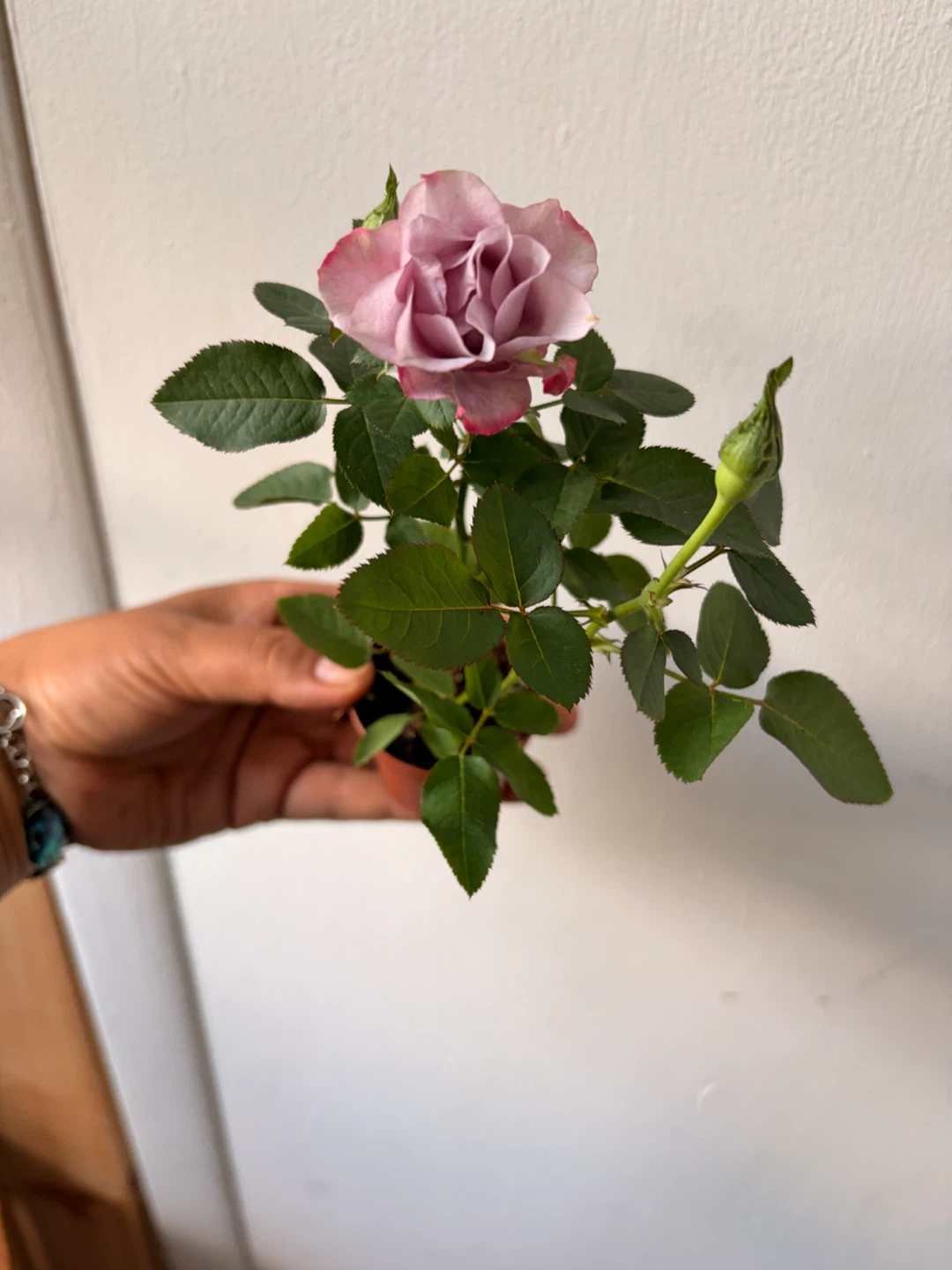 Mini rose plant