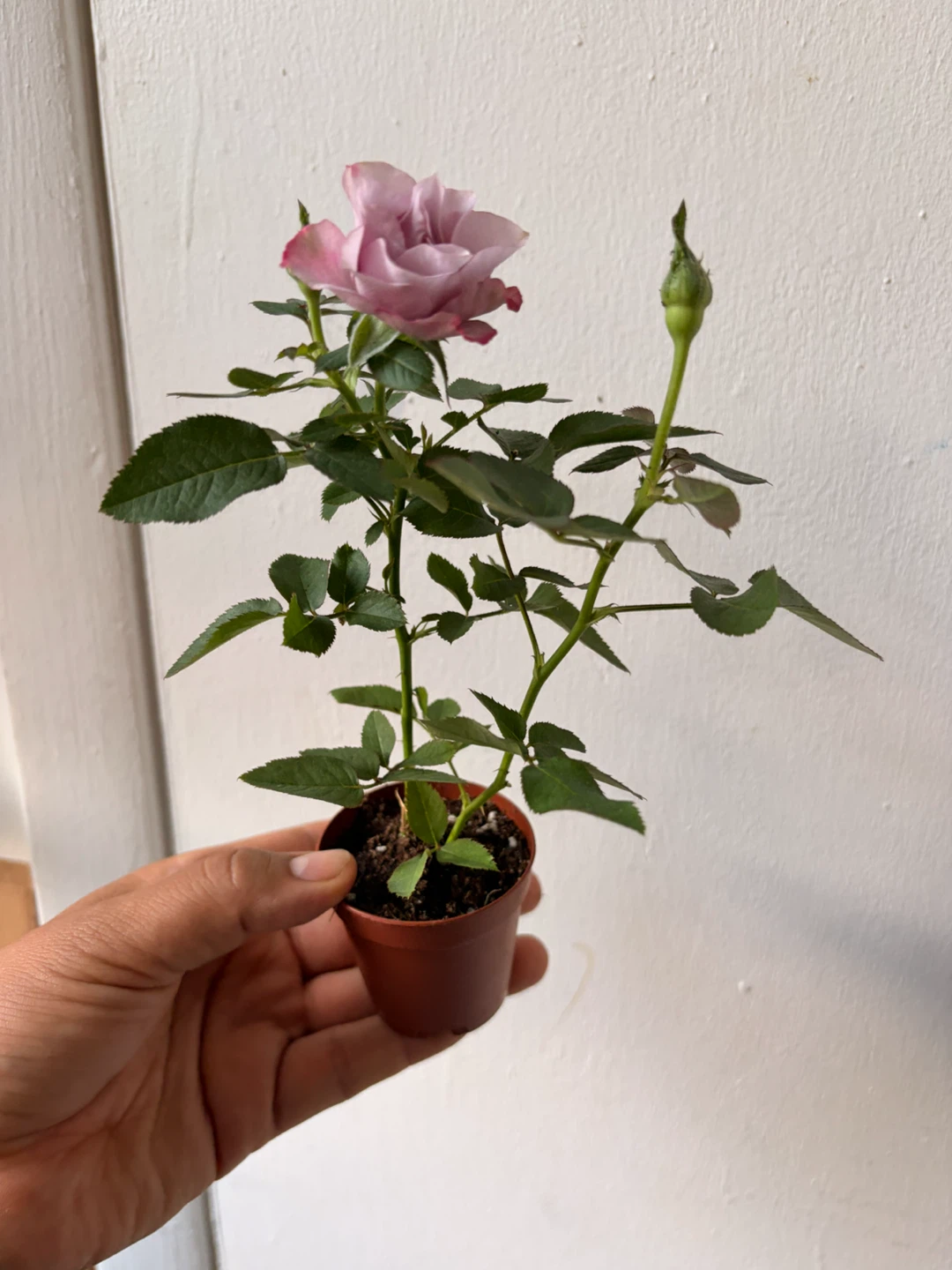 Mini rose plant - photo 2