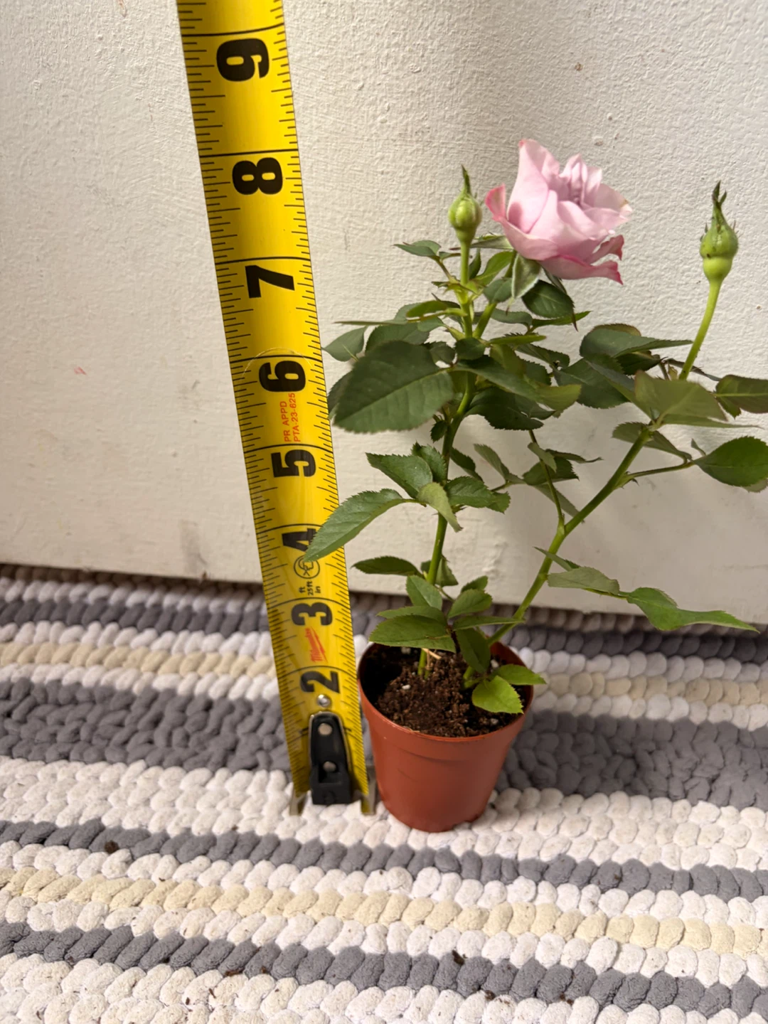 Mini rose plant - photo 3