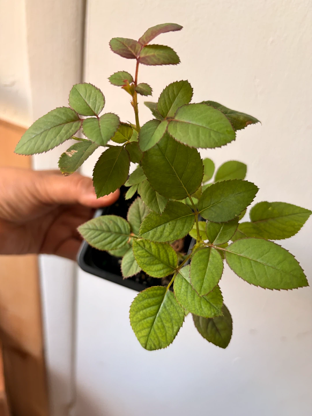 Mini rose “pink” plant